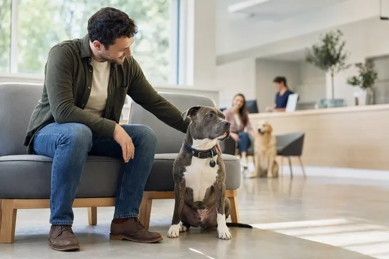 Ein ruhiger Pitbull sitzt neben seinem Besitzer im hellen Wartezimmer einer modernen Tierarztpraxis.